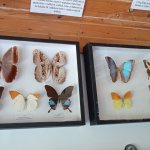 phoca_thumb_m_tropic zajici 28 Fotogalerie